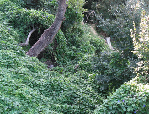 Forest Floor on the Island of Capri