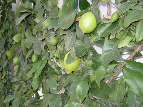 Fresh Lemons