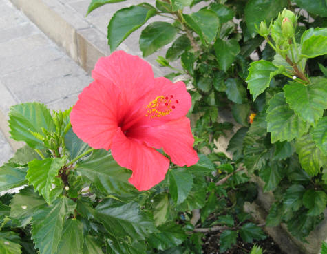Pink Flower on Capri