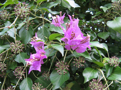 Wild Flower on the Island of Capri